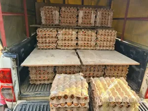 Œuf Frais Prix Abordable