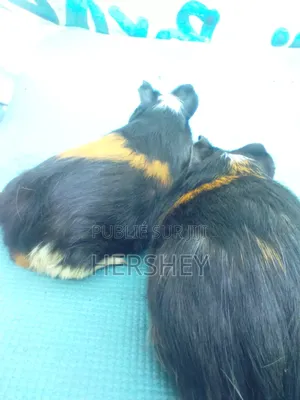 Cobaye De Races Teddy