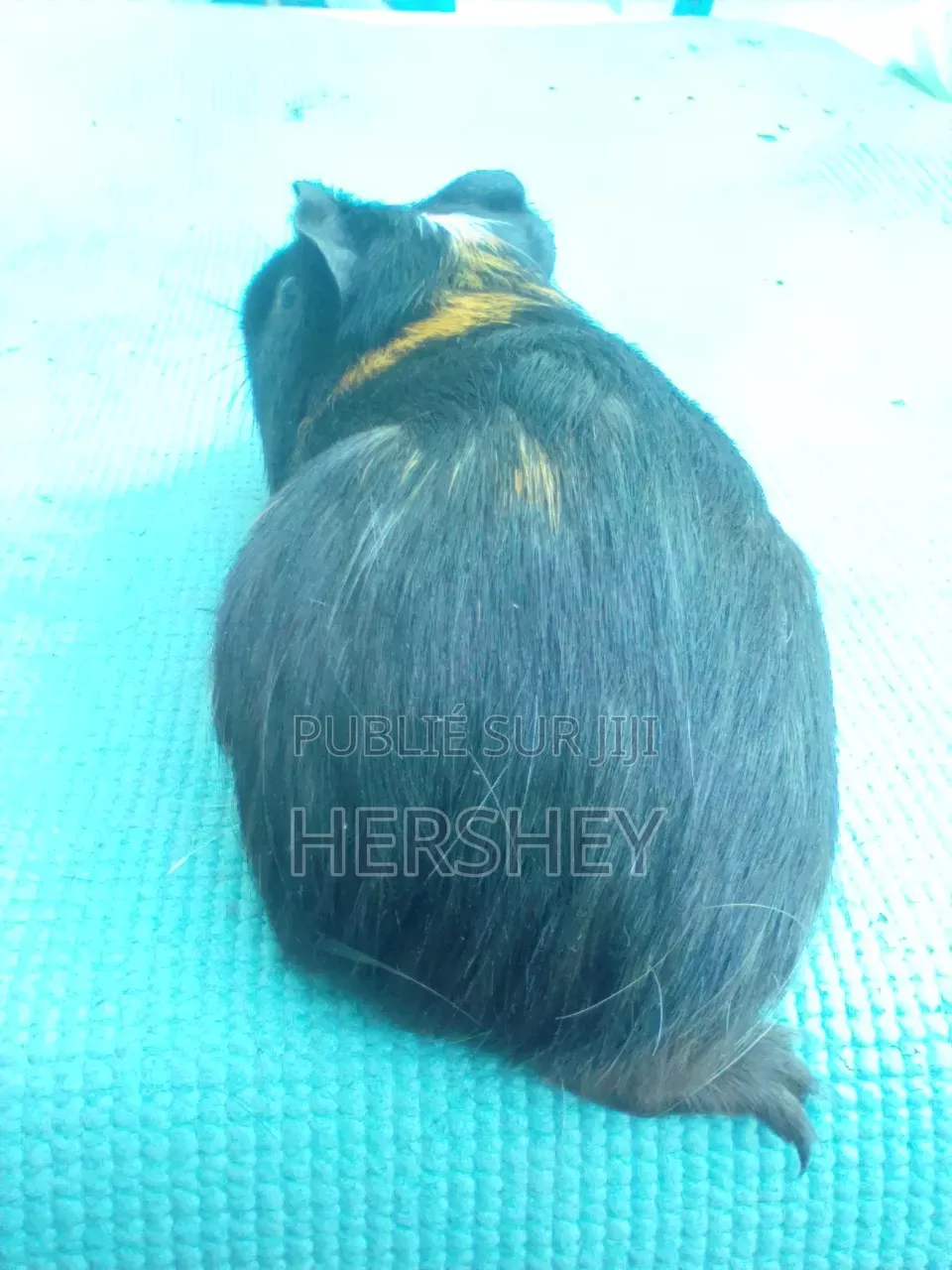 Cobaye De Races Teddy