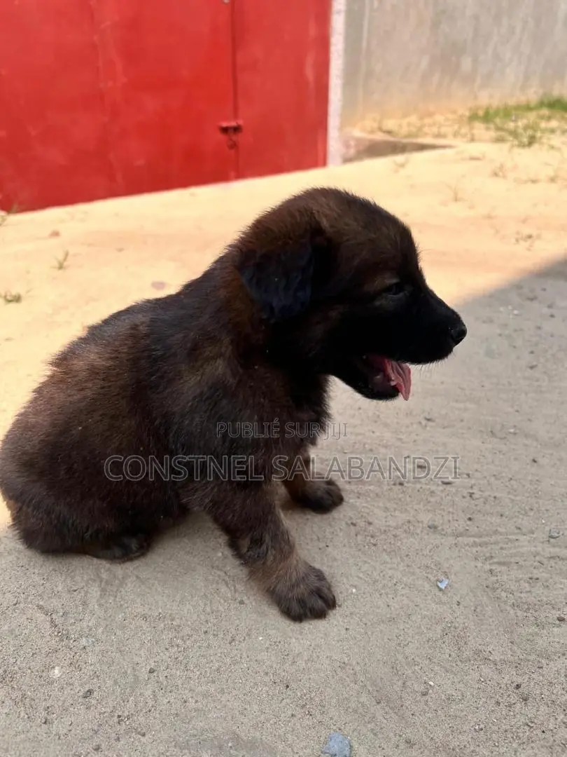 0-1 mois Homme Pure race Berger Picard