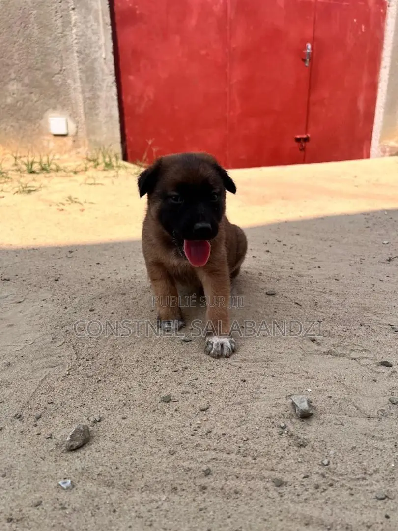 0-1 mois Homme Pure race Berger Picard