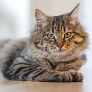 0-1 mois Femme Race mixte American Bobtail