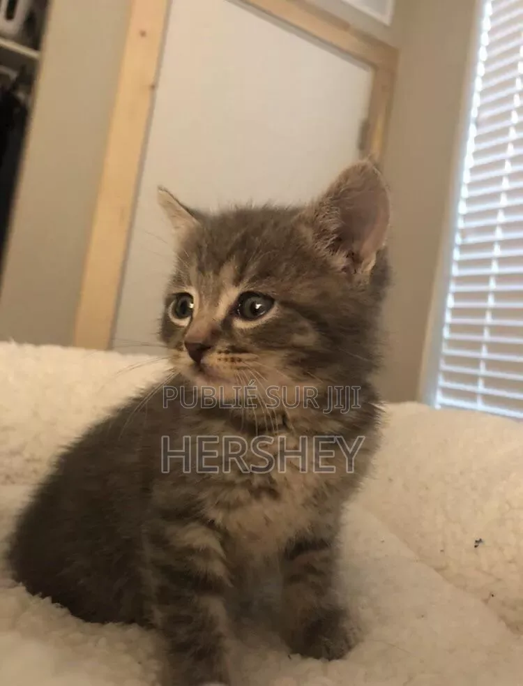 0-1 mois Femme Race mixte American Bobtail