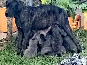1-3 mois Homme Pure race Cane Corso