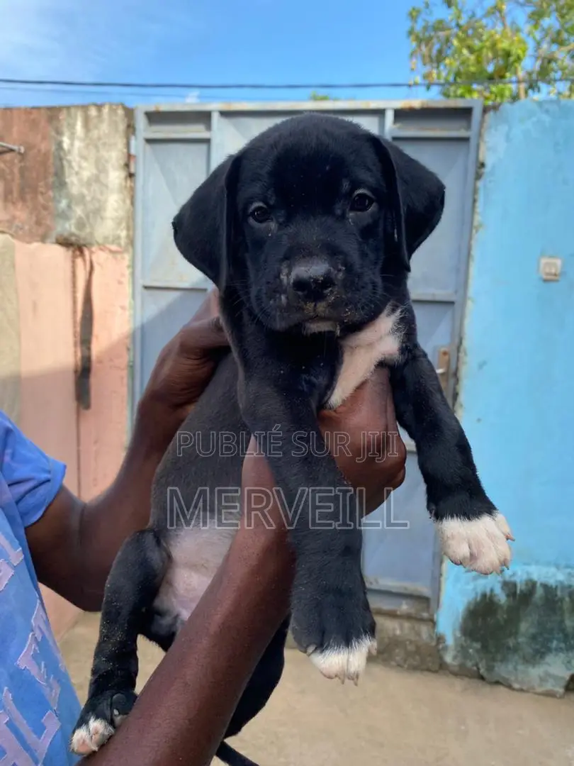 1-3 mois Homme Pure race Cane Corso