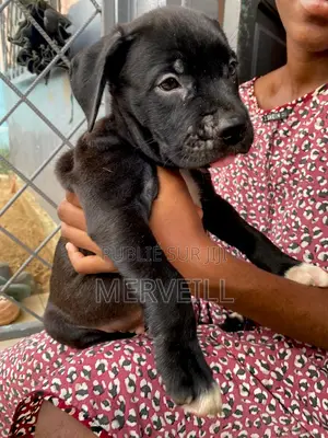 1-3 mois Homme Pure race Cane Corso