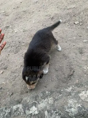 1-3 mois Homme Race mixte Affenpinscher