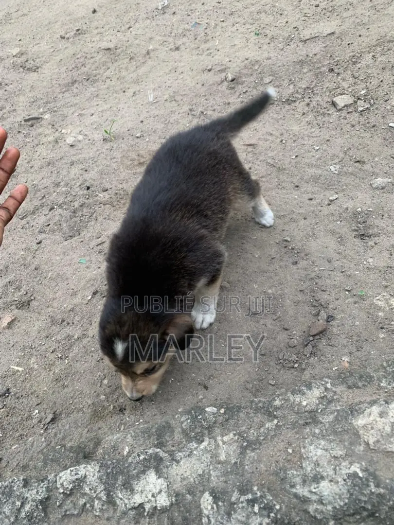 1-3 mois Homme Race mixte Affenpinscher