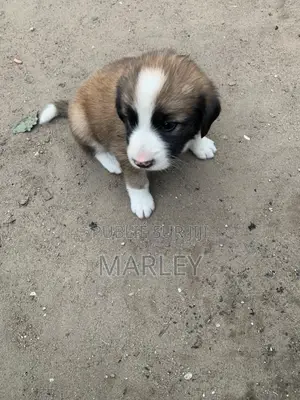 1-3 mois Homme Race mixte Affenpinscher