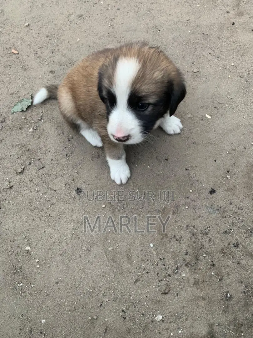 1-3 mois Homme Race mixte Affenpinscher