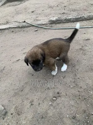 1-3 mois Homme Race mixte Affenpinscher