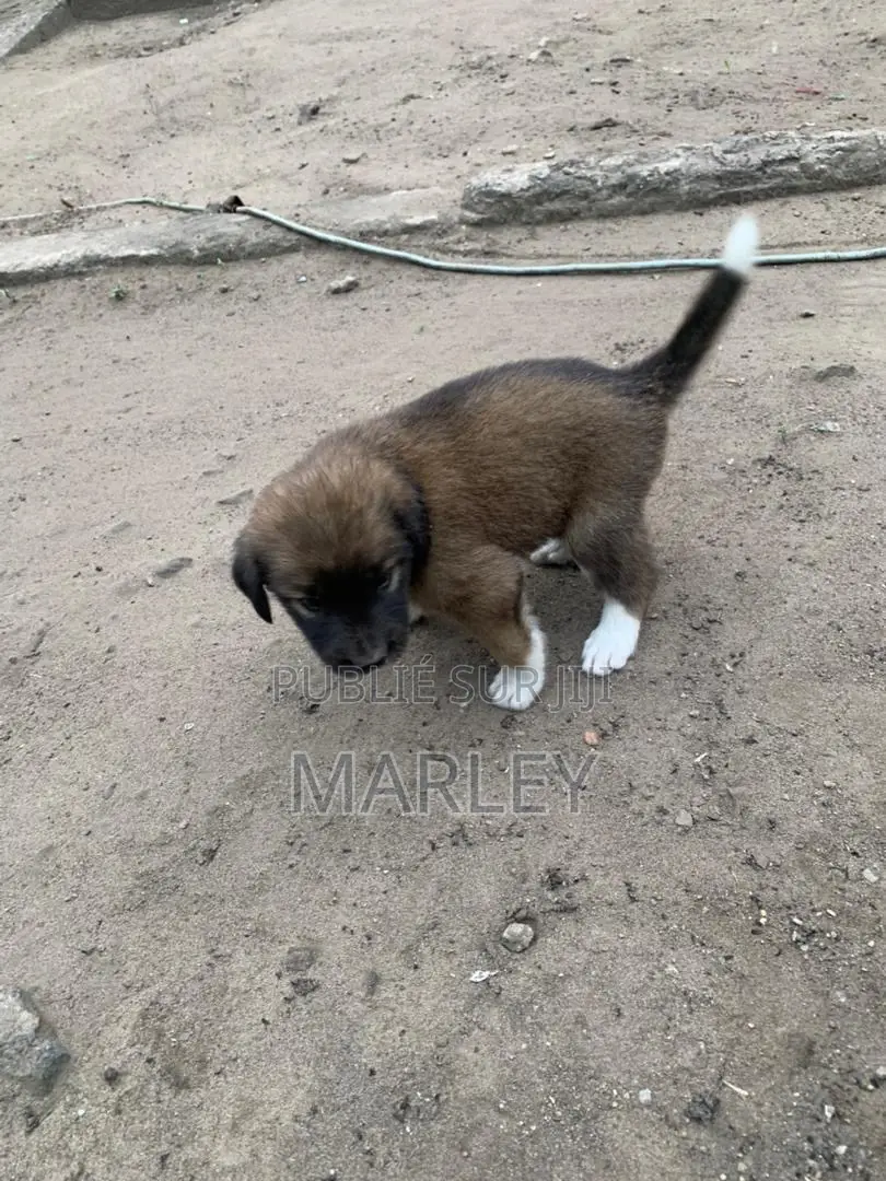 1-3 mois Homme Race mixte Affenpinscher