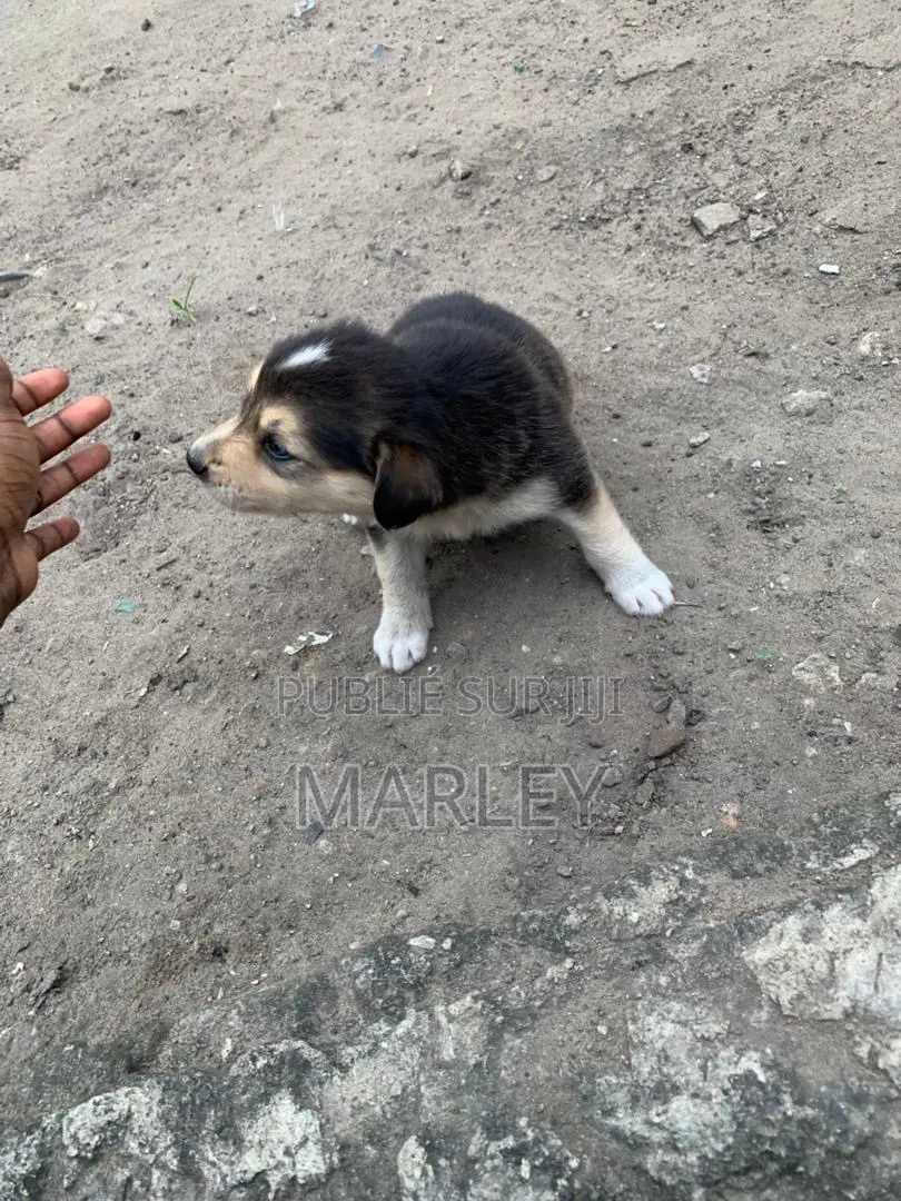 1-3 mois Homme Race mixte Affenpinscher