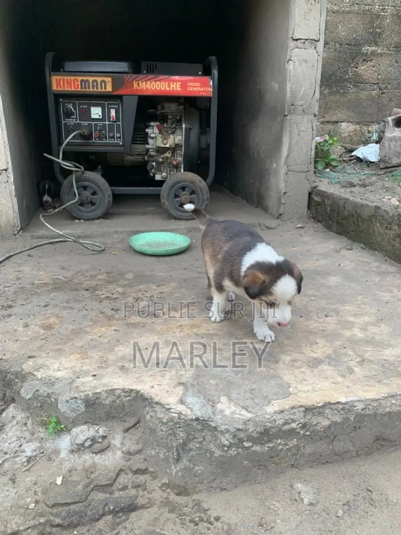 1-3 mois Homme Race mixte Affenpinscher