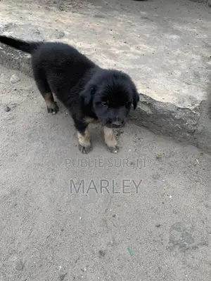 1-3 mois Homme Race mixte Affenpinscher