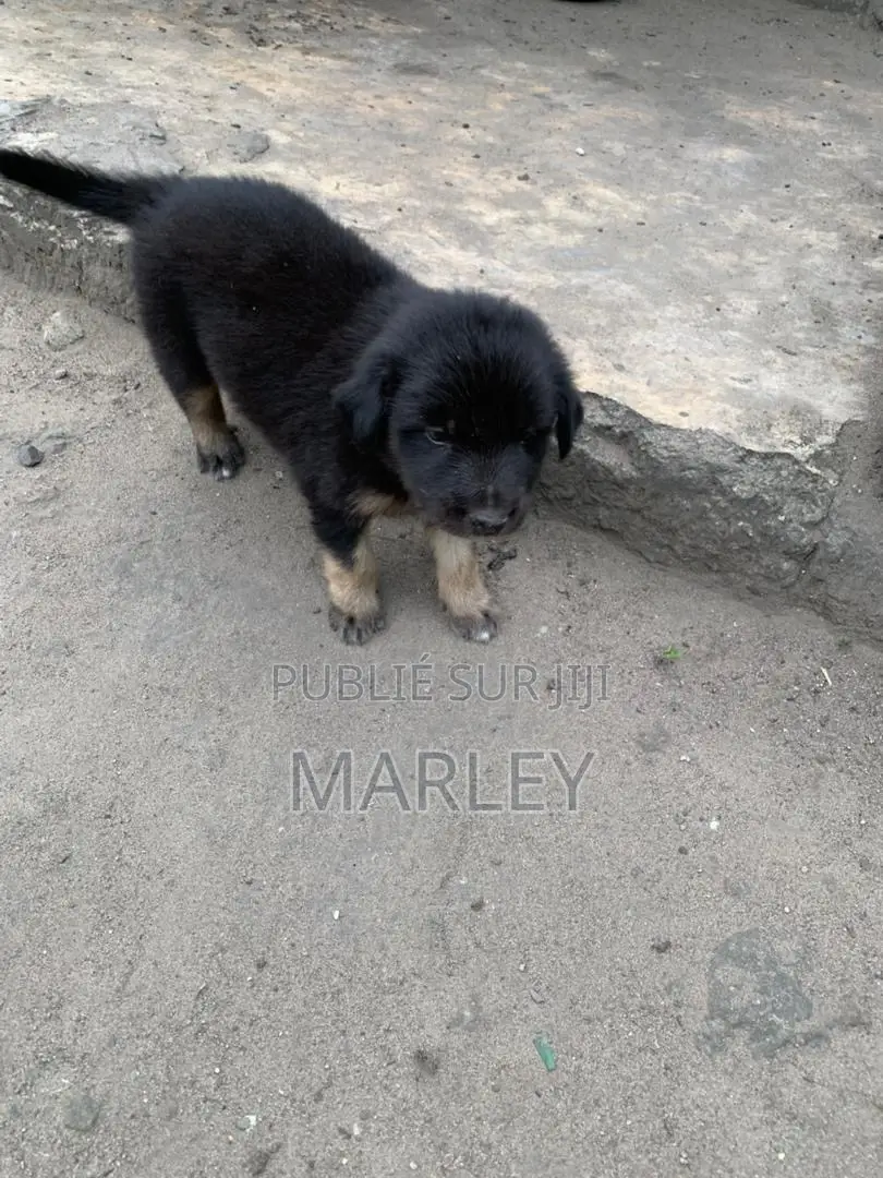 1-3 mois Homme Race mixte Affenpinscher