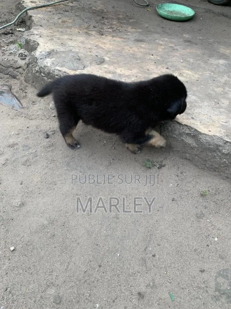 1-3 mois Homme Race mixte Affenpinscher