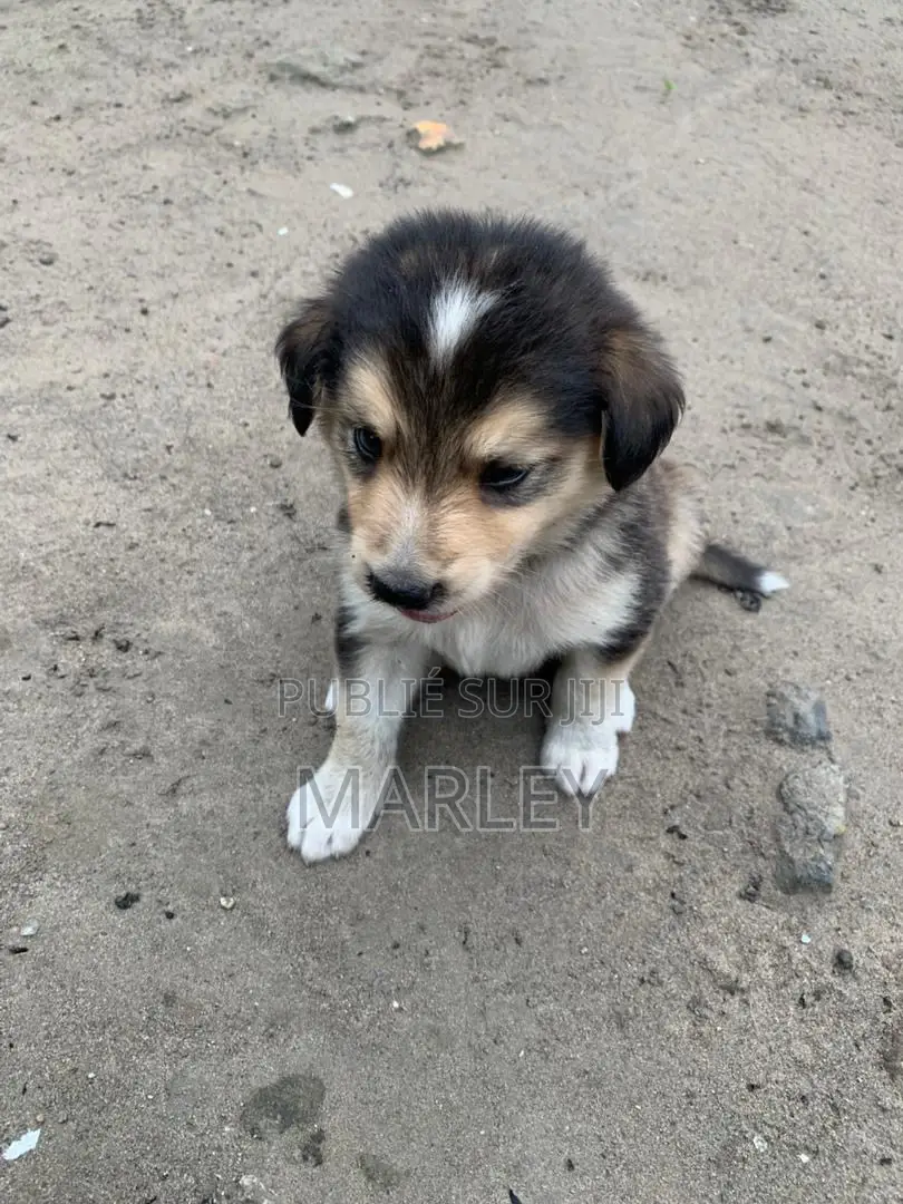 1-3 mois Homme Race mixte Affenpinscher