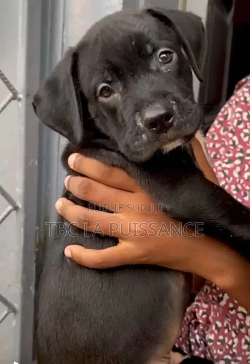 1-3 mois Homme Pure race Cane Corso