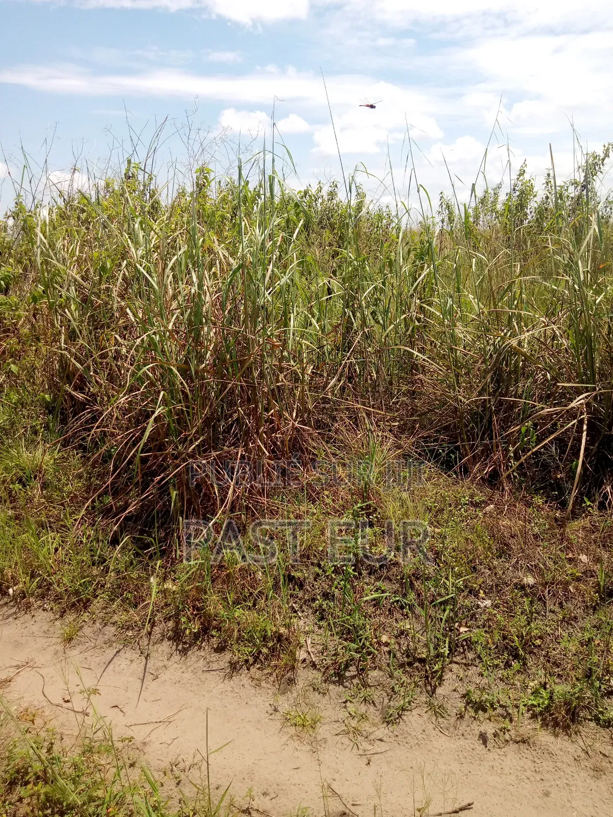 Hectares Bon Prix a Ignié Pk 45