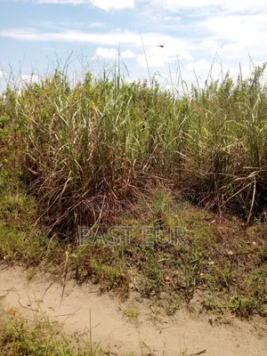 Hectares Bon Prix a Ignié Pk 45