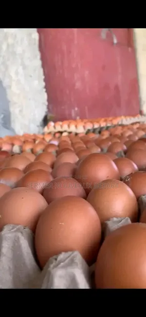 Œuf Frais Pour Tous