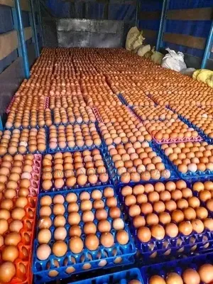 Œuf Frais Prix Abordable Livraison À Domicile Gratuite 