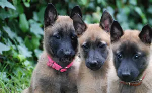 1-3 mois Femme Pure race Belgian Malinois
