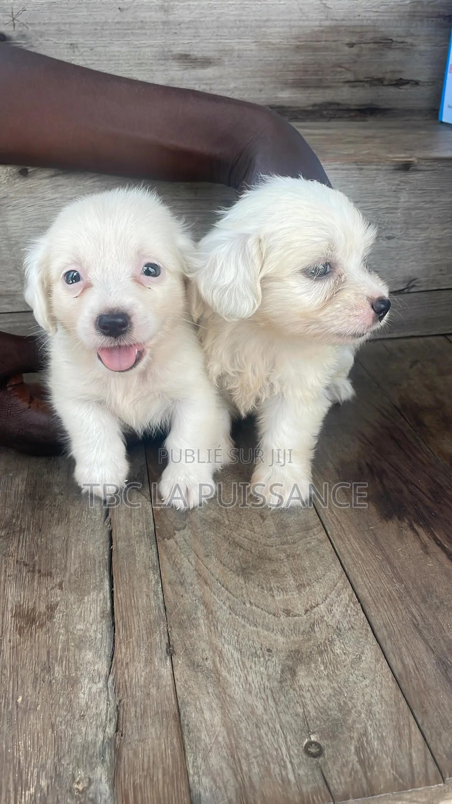 0-1 mois Femme Pure race Bichon Frise