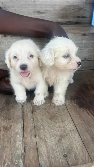 0-1 mois Femme Pure race Bichon Frise