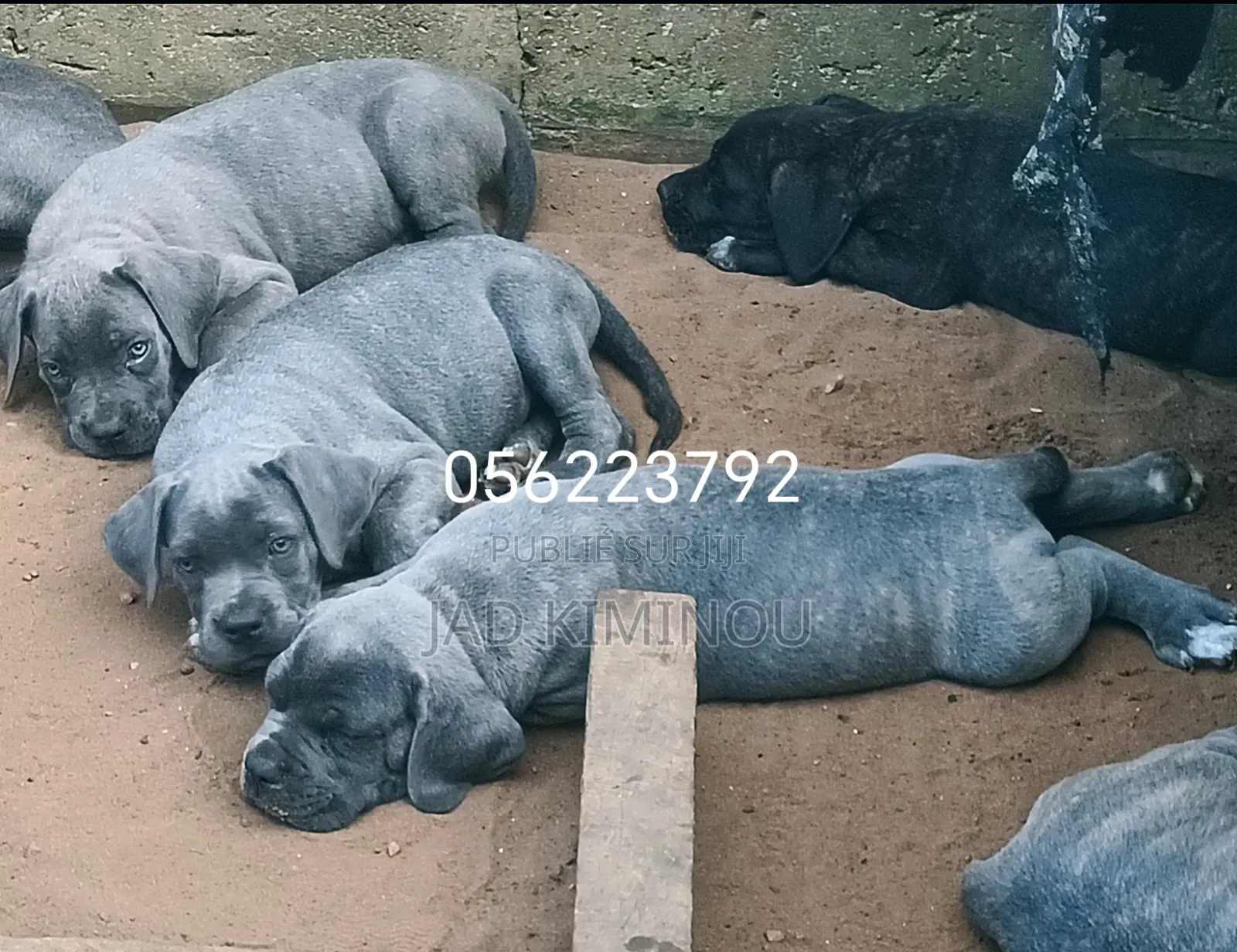 1-3 mois Femme Pure race Cane Corso