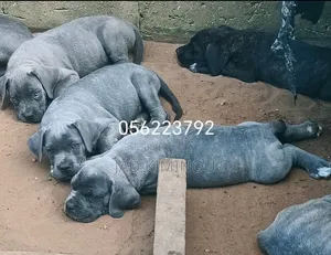 1-3 mois Femme Pure race Cane Corso