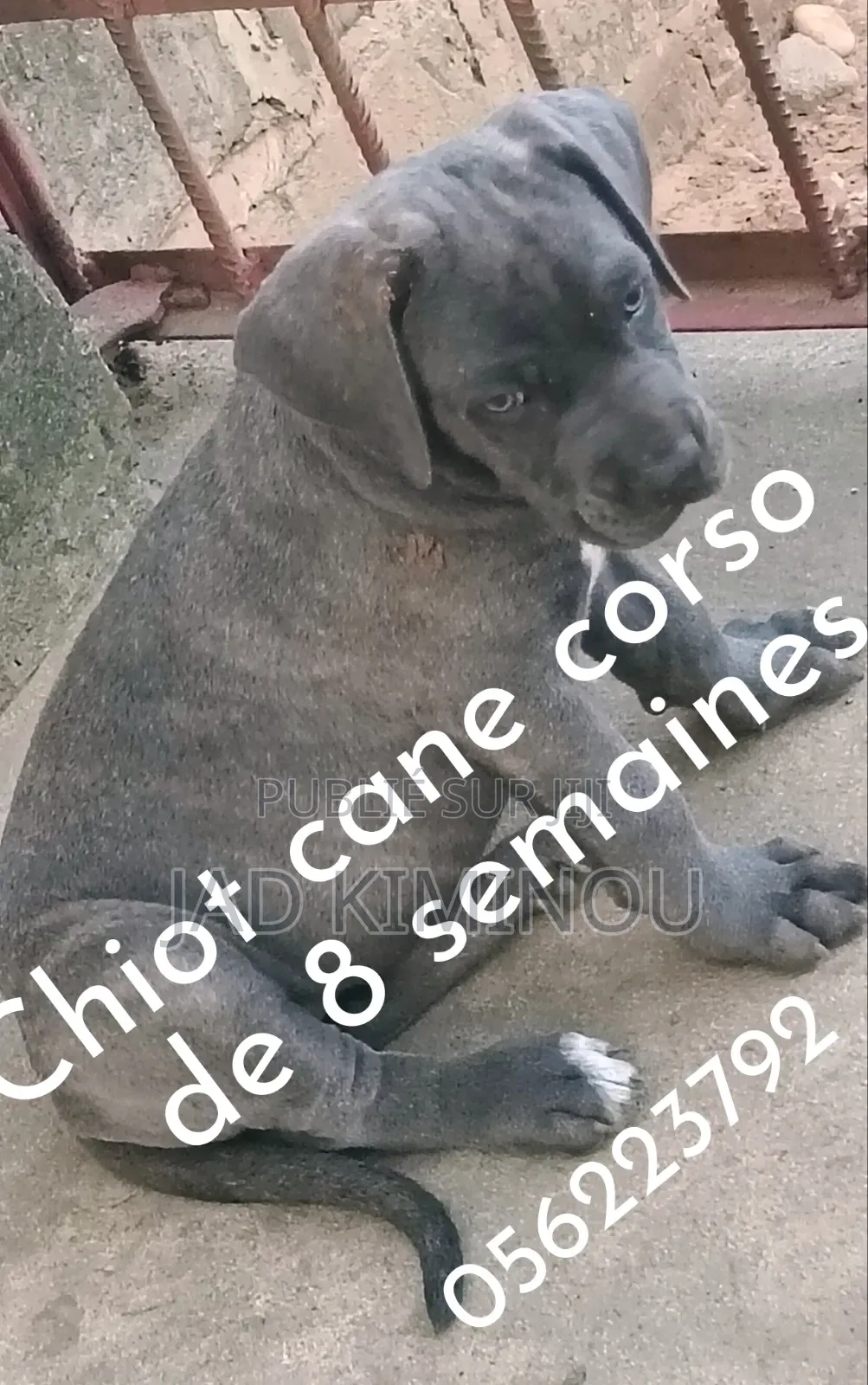 1-3 mois Femme Pure race Cane Corso