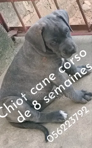 1-3 mois Femme Pure race Cane Corso