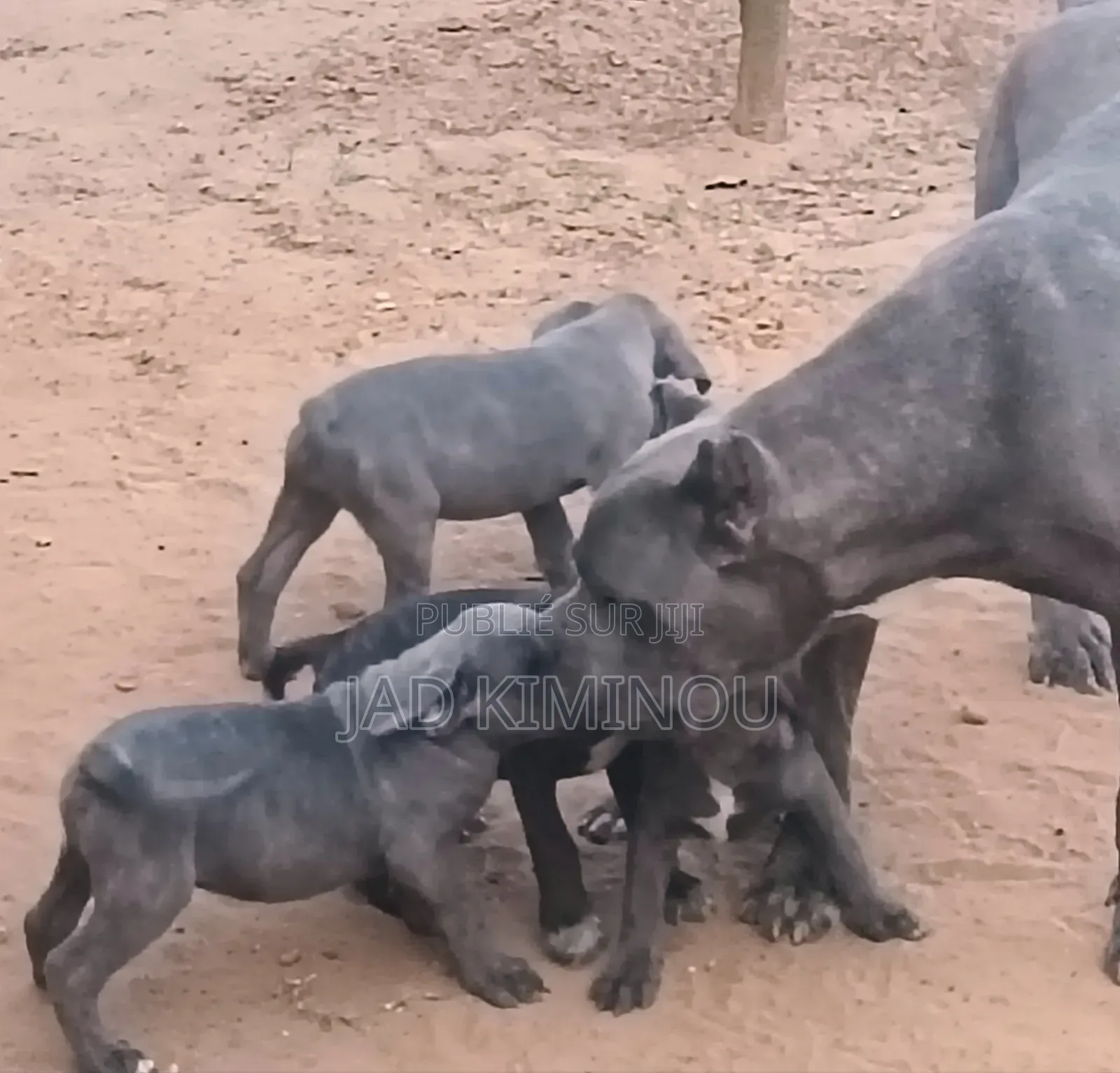 1-3 mois Femme Pure race Cane Corso