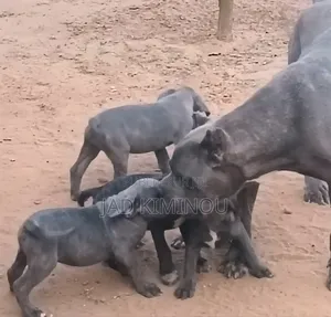 1-3 mois Femme Pure race Cane Corso