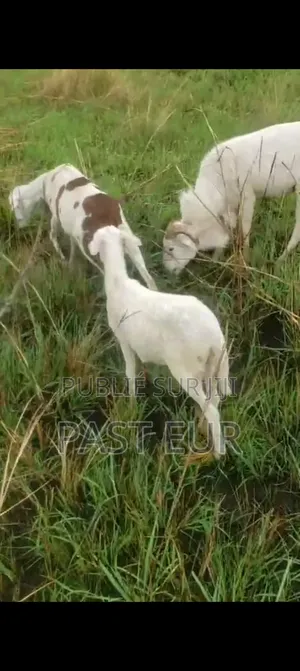 Famille De Mouton Bonne Race