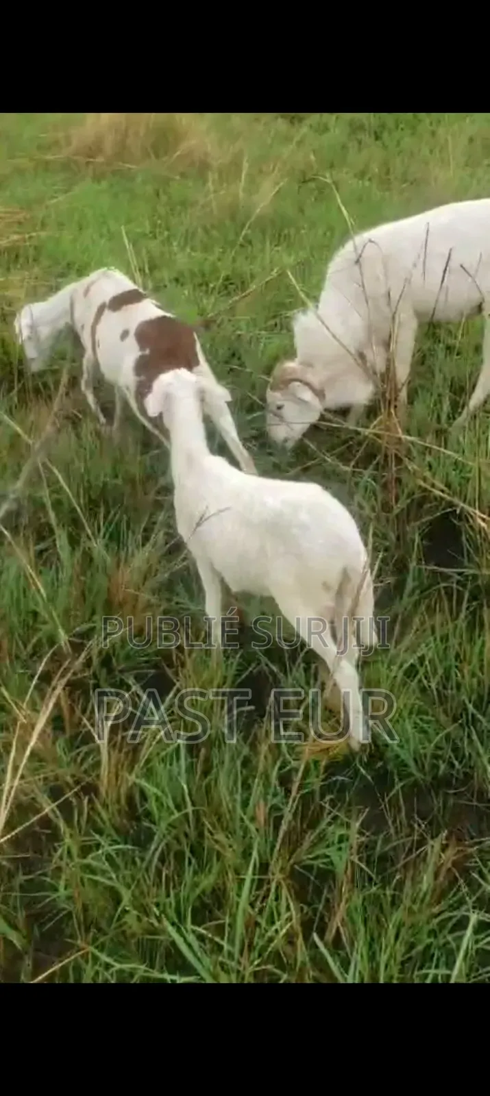 Famille De Mouton Bonne Race