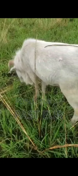 Famille De Mouton Bonne Race