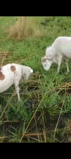 Famille De Mouton Bonne Race
