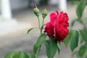 Une Photo Dans Le Jardin De Ma Tante