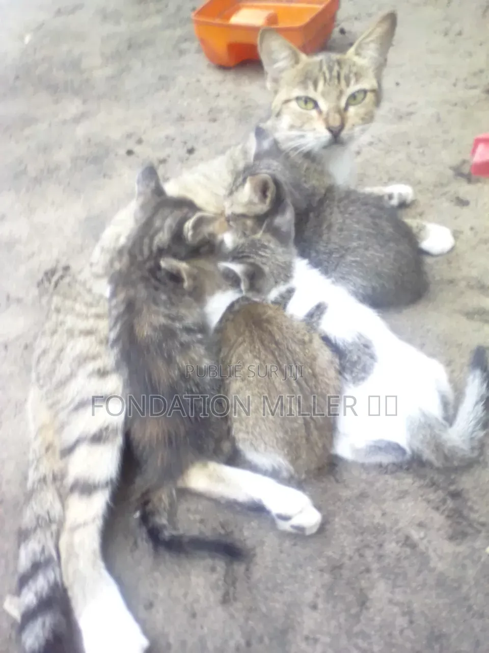 0-1 mois Femme Race mixte Ocicat