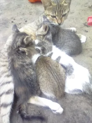 0-1 mois Femme Race mixte Ocicat