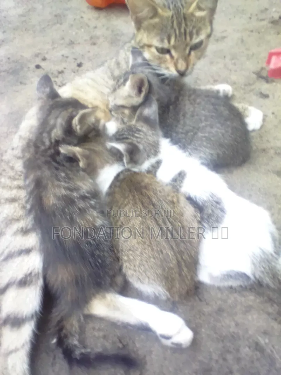 0-1 mois Femme Race mixte Ocicat