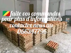 Œuf Frais en Gros Et en Détail
