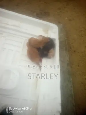 0-1 mois Homme Race mixte Autre