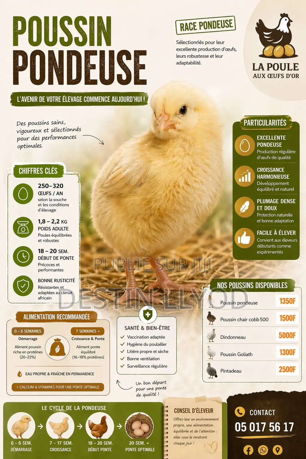 Vente De Poussin D’Un Jour