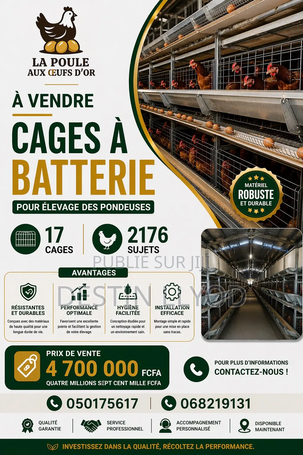 Vente De Poussin D’Un Jour