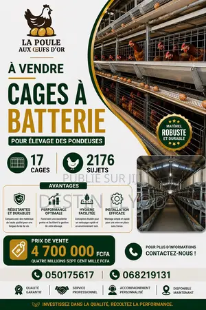 Vente De Poussin D’Un Jour