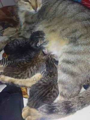 Plus d’un an Femme Race mixte Tabby